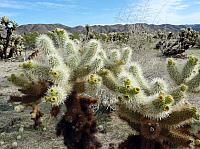 joshua tree national park (16).JPG